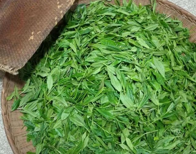茶葉店如何找一手貨源，淘寶賣的茶葉？