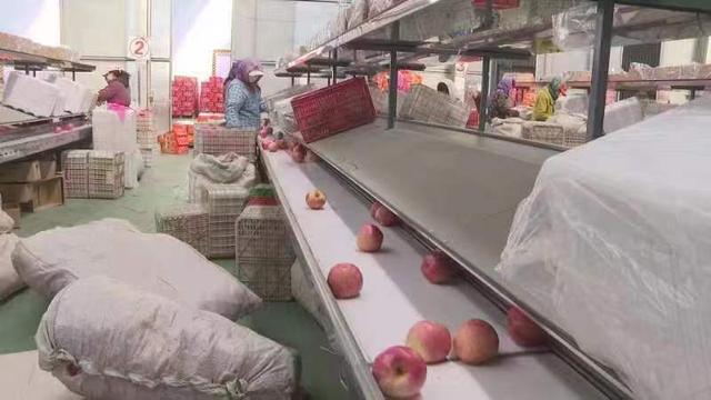 微商進(jìn)口水果貨源沈陽店電話，沈陽進(jìn)口水果批發(fā)貨源？