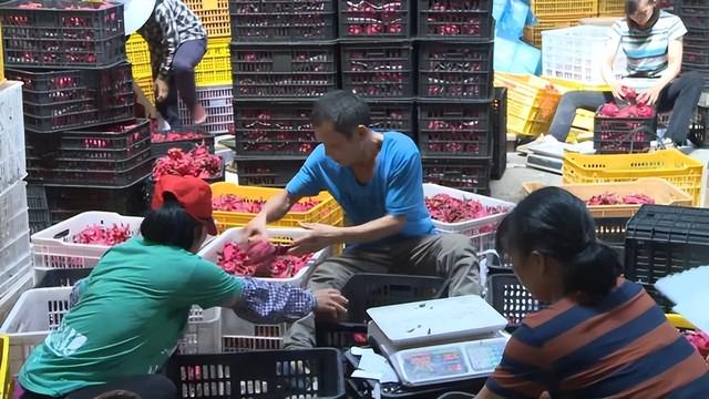 電商水果貨源，微商貨源果客邦水果貨源平臺(tái)？