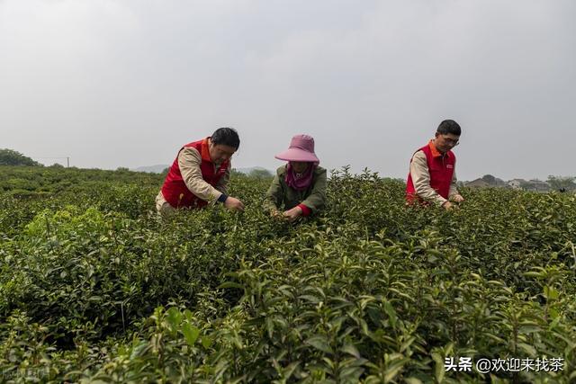 我想開茶葉店貨源怎么找，賣茶葉怎么找客源？