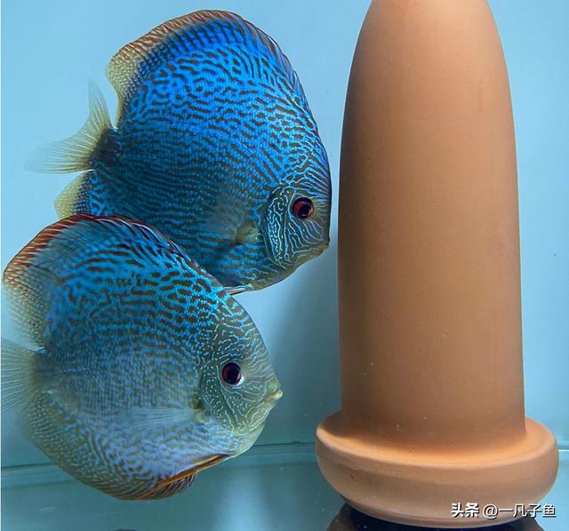 七彩神仙魚原產地，七彩神仙魚原產地哪里？