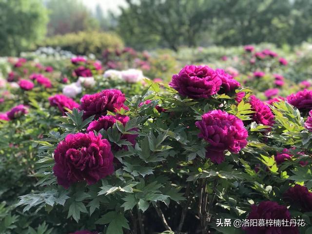 牡丹花苗價(jià)格_產(chǎn)地貨源，牡丹花苗批發(fā)價(jià)格？