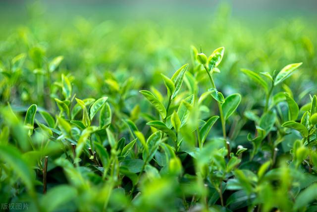 微商賣(mài)茶葉聊天技巧，微商賣(mài)茶葉的廣告詞？