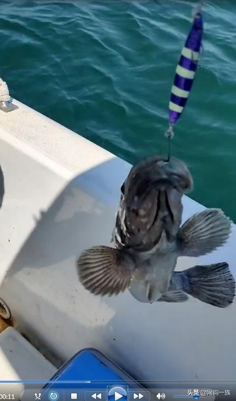 德州釣魚(yú)組魚(yú)餌怎么樣，德州釣魚(yú)組魚(yú)餌多少錢？
