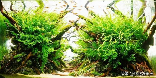 淘寶上哪家的沉木比較好，淘寶沉木是真的嗎？