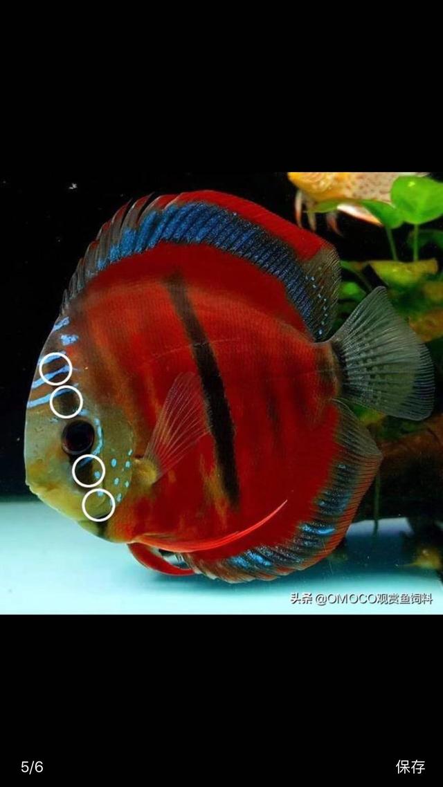 淘寶拼多多熱銷魚神仙貨源拿貨可靠嗎安全嗎，淘寶拼多多熱銷魚神仙貨源拿貨可靠嗎是真的嗎？