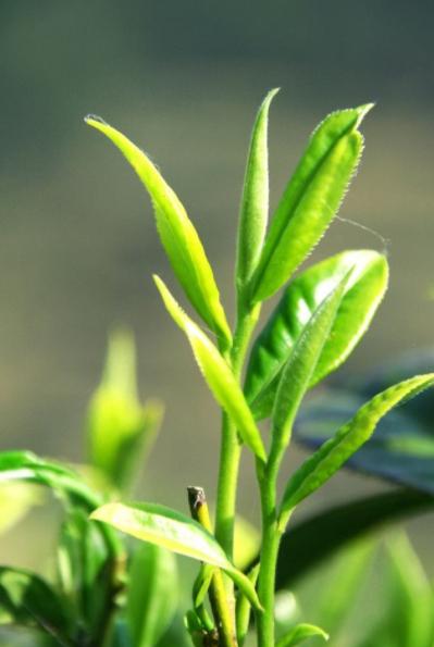 嘉木茶葉圖片，嘉木茶葉圖片大全？
