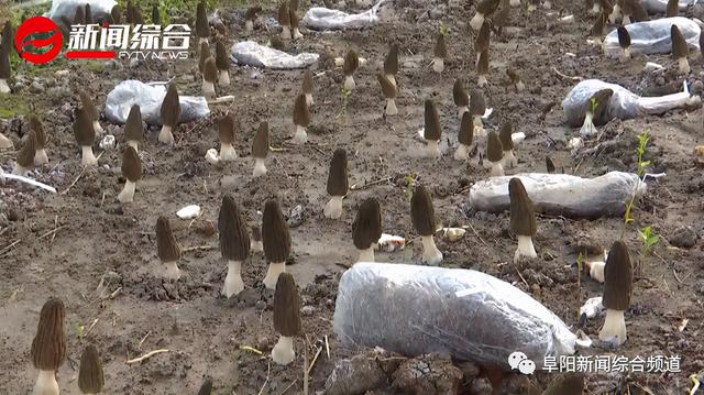 羊肚菌廠家直銷，羊肚菌廠家直銷電話？