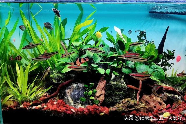淘寶哪家沉木好，淘寶哪家沉木好賣？