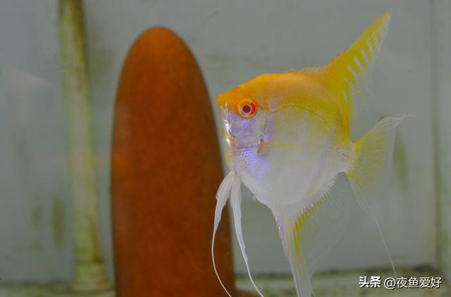 淘寶拼多多熱銷魚神仙貨源拿貨是真的嗎，淘寶拼多多熱銷魚神仙貨源拿貨是真的嗎安全嗎？