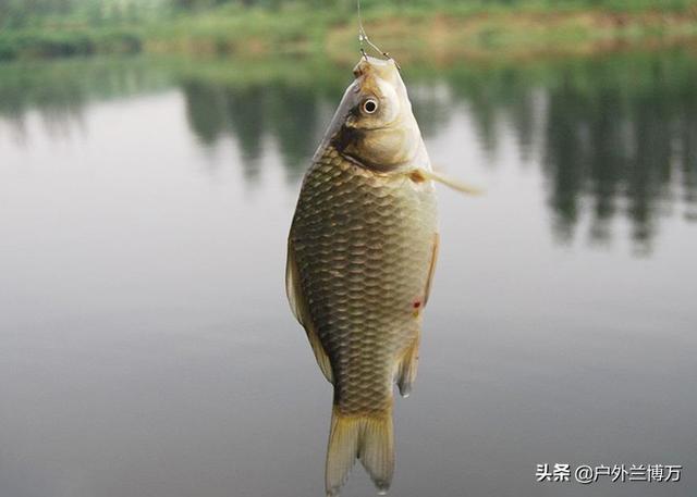 拼多多買魚餌料可靠嗎，拼多多上魚餌是不是正品？