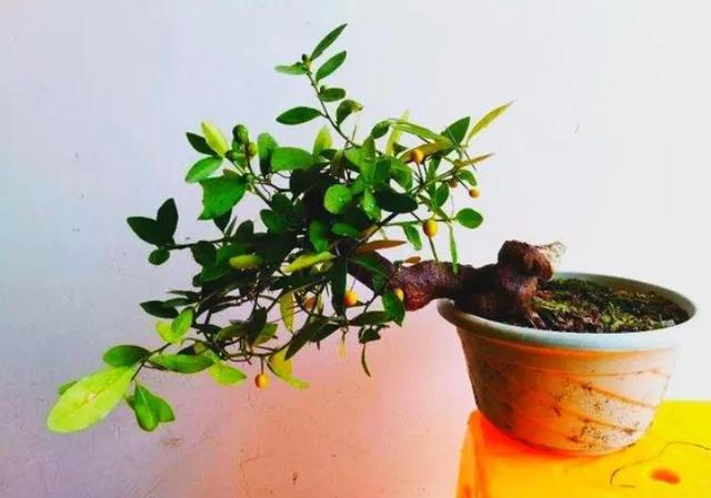 淘寶拼多多熱銷金豆花貨源拿貨是真的嗎，淘寶拼多多熱銷金豆花貨源拿貨是真的嗎安全嗎？