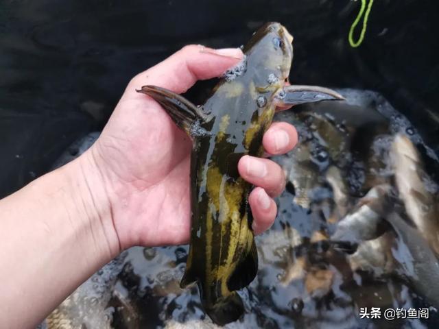 一包顆粒、兩盒蚯蚓，野釣黃辣丁也能爆護(hù)，但方法務(wù)必選對(duì)