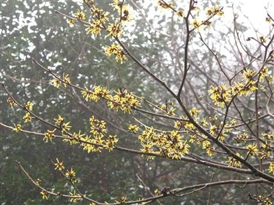 金縷梅茶葉圖片，金縷梅茶葉圖片大全？
