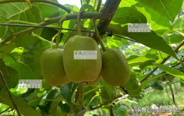 柑橘價(jià)格低迷，地頭價(jià)8~10元斤的紅心獼猴桃是否值得種植？