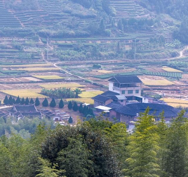 土樓茗茶是什么茶類，福建土樓茗茶是什么茶？