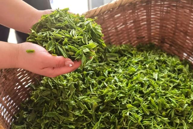 淘寶拼多多熱銷蕭氏茗茶貨源拿貨是真的嗎，淘寶拼多多熱銷蕭氏茗茶貨源拿貨是真的嗎可信嗎？