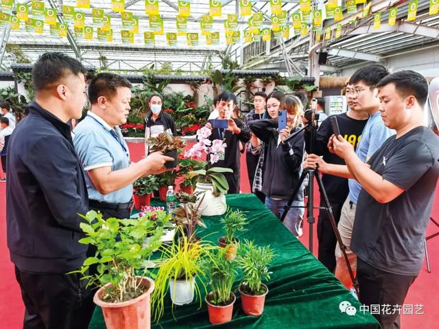 淘寶花卉貨源在哪里找到，淘寶花卉貨源在哪里找到的？