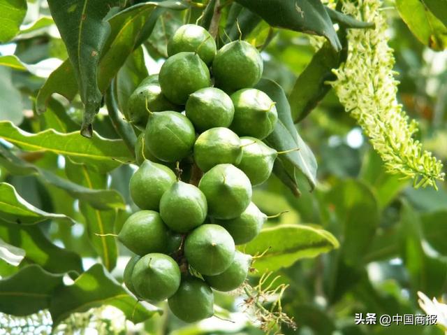水果代理微信貨源網(wǎng)，水果微商一手貨源？