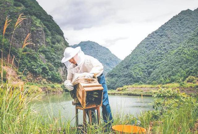 蜂蜜批發(fā)一手貨源，蜂蜜批發(fā)代理？