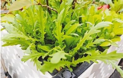 淘寶拼多多熱銷小號花盆貨源拿貨是真的嗎，拼多多_花盆？