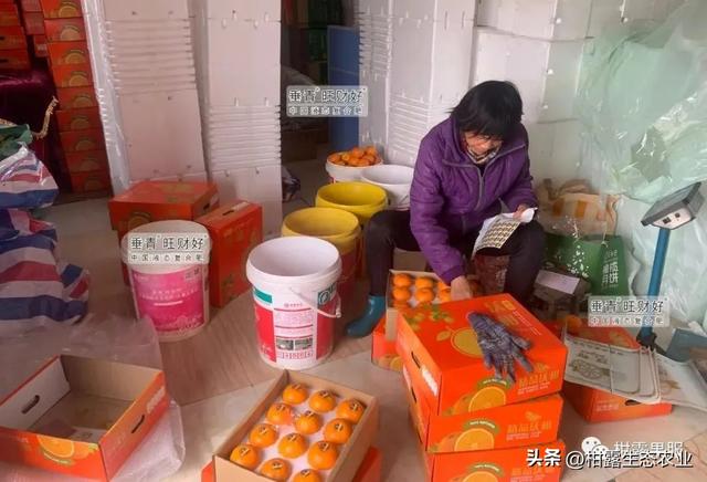 淘寶拼多多熱銷(xiāo)橘柑橘貨源拿貨是真的嗎，淘寶拼多多熱銷(xiāo)橘柑橘貨源拿貨是真的嗎安全嗎？