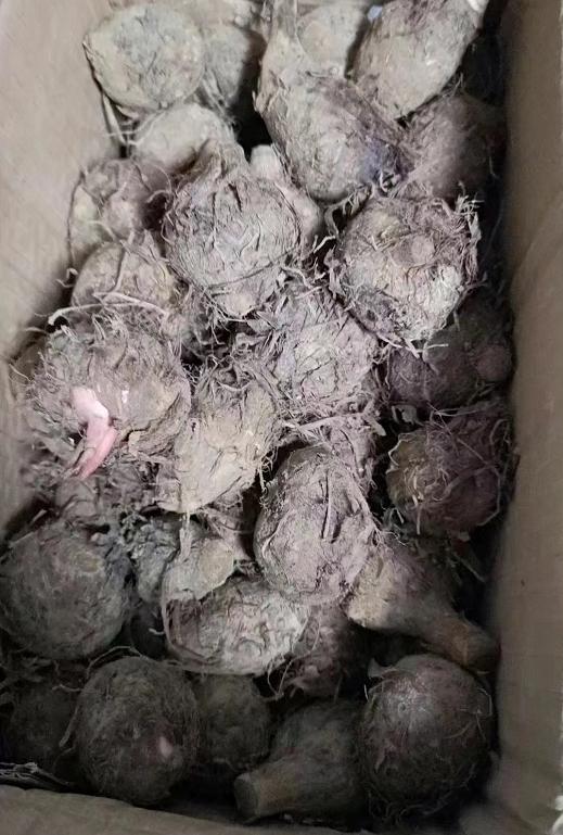 淘寶拼多多熱銷毛芋貨源拿貨是真的嗎，淘寶拼多多熱銷毛芋貨源拿貨是真的嗎安全嗎？