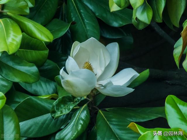 淘寶花苗貨源怎么找不到，淘寶上賣花苗的店鋪哪家好？